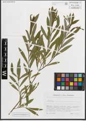 Foto von Salix L.